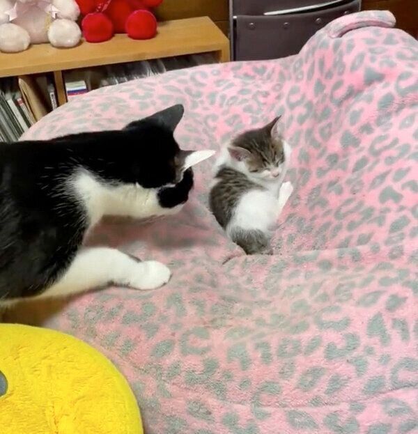 先住猫と柚子もちくん