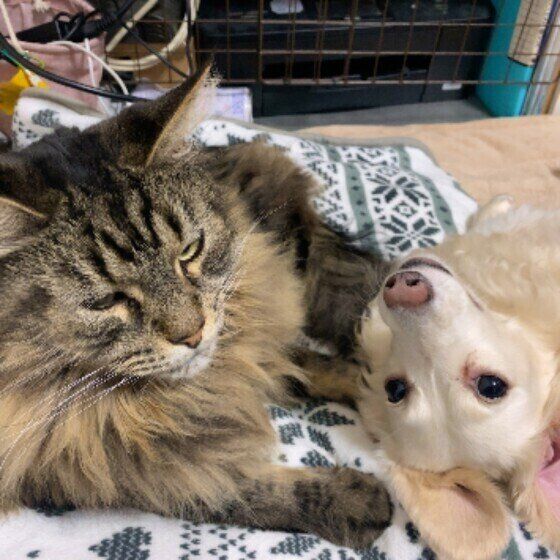 同居犬ひなとジャック  メインクーン