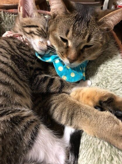 生後約3カ月の猫と先住猫