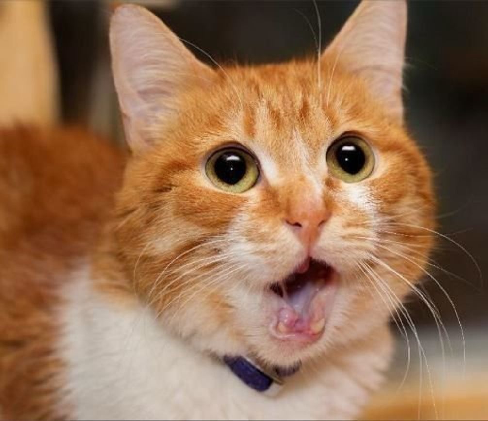 実は猫は表情豊かな動物だった 愛猫が愛を伝えているときはこんな顔 ねこのきもちweb Magazine 実は猫は表情豊かな動物だった 愛猫が愛を伝えているときはこんな顔 ねこのきもちweb Magazine