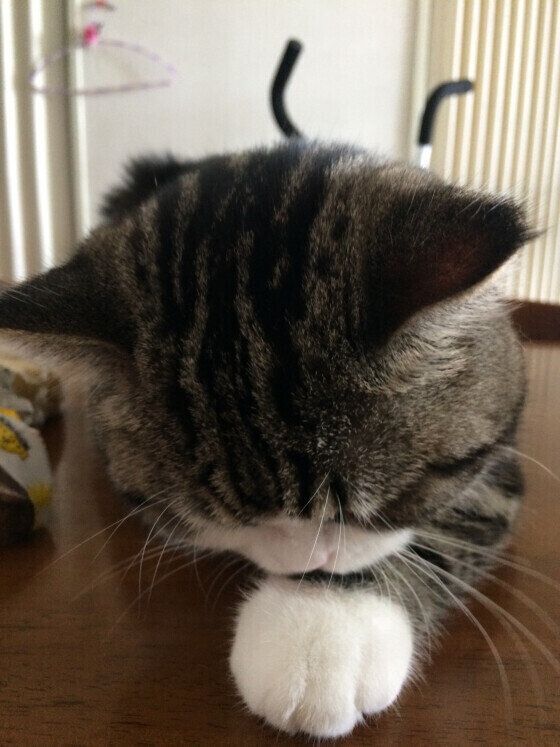 ごめん寝する猫（オス）