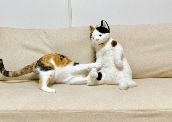 ぬいぐるみと遊ぶ三毛猫