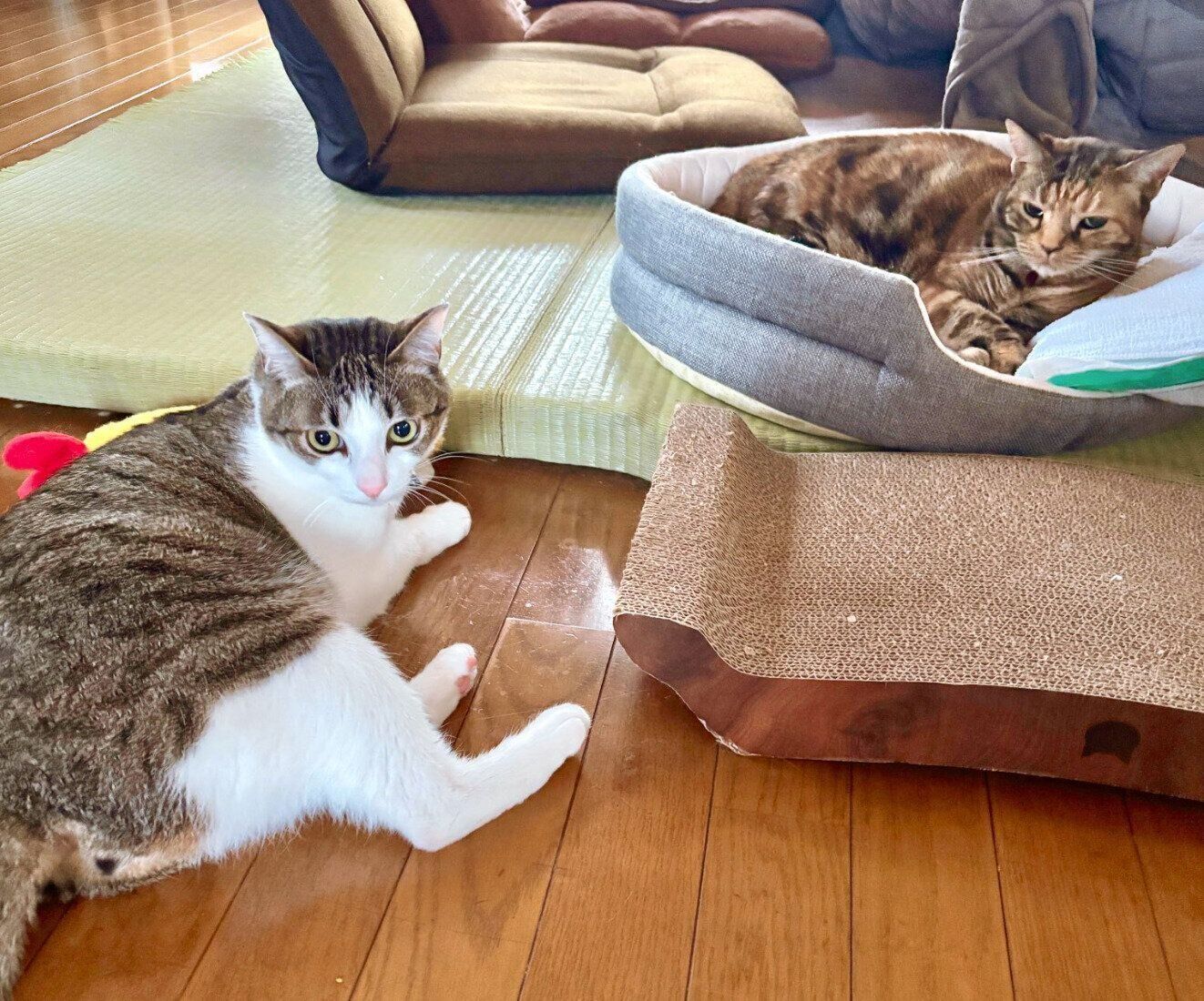 仲良く飼い主さんの帰宅待ちをする茶子さん、琥珀くん