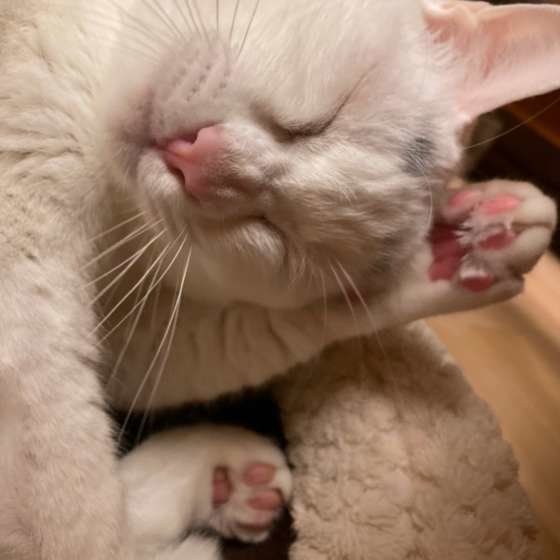 毛づくろい中のバニラくん