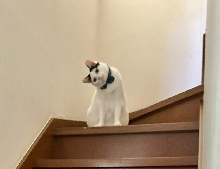 首を傾げる猫