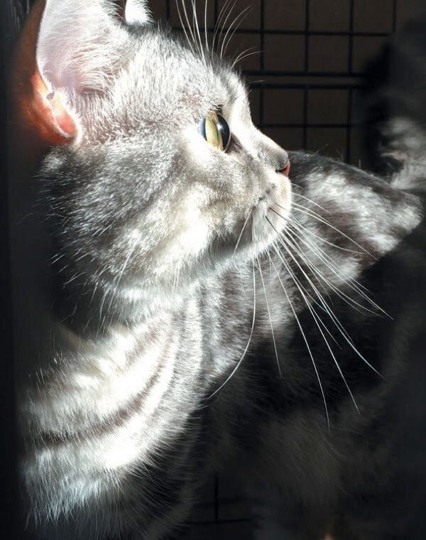 猫のひなたぼっこ