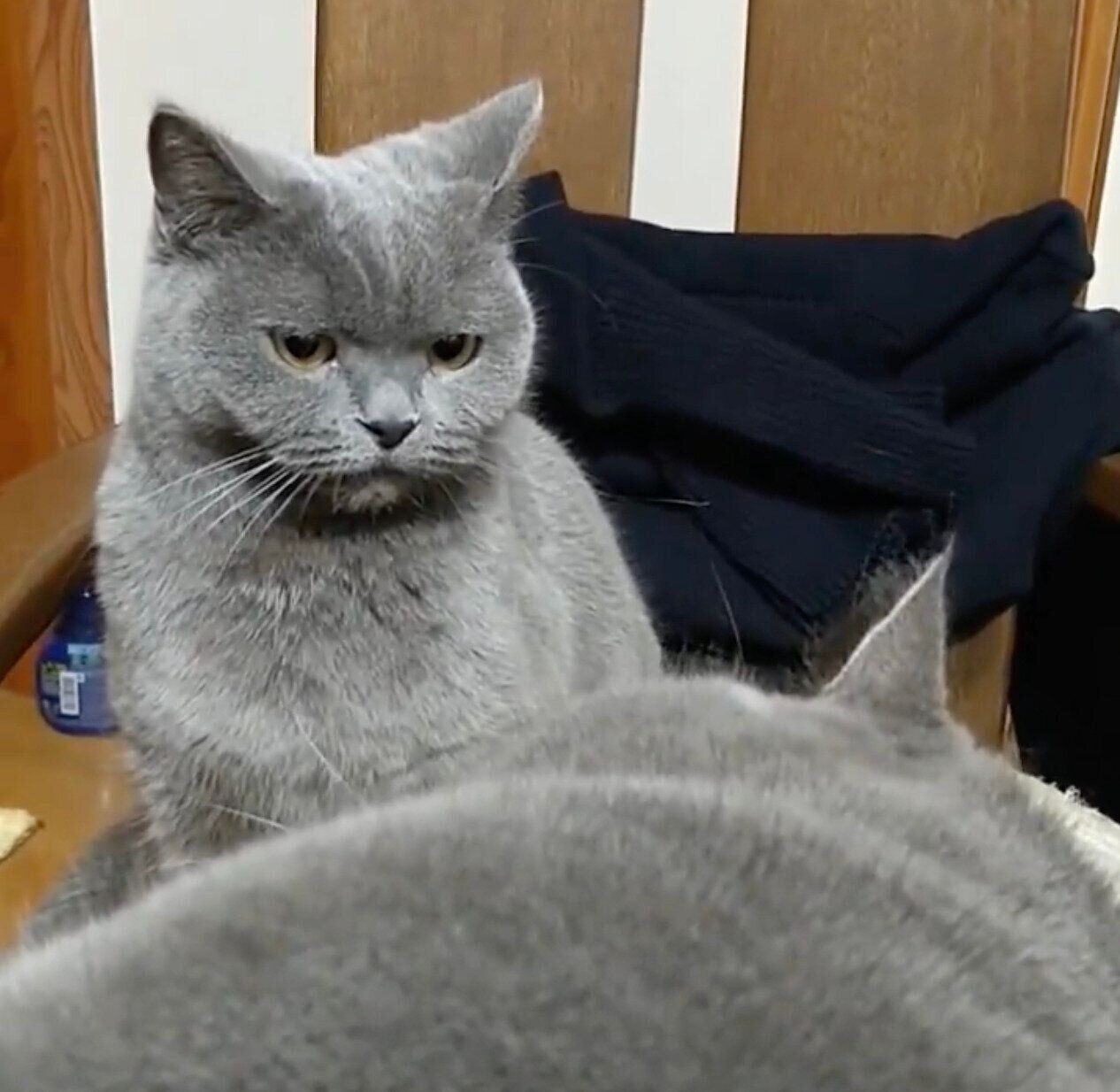 ぶりきちくんの席が気になるももちゃん