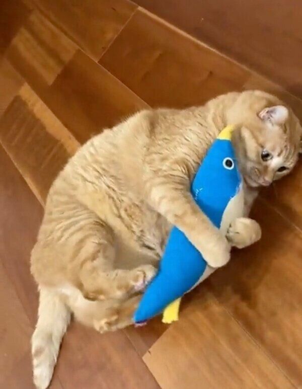 けりぐるみで遊ぶすずくん