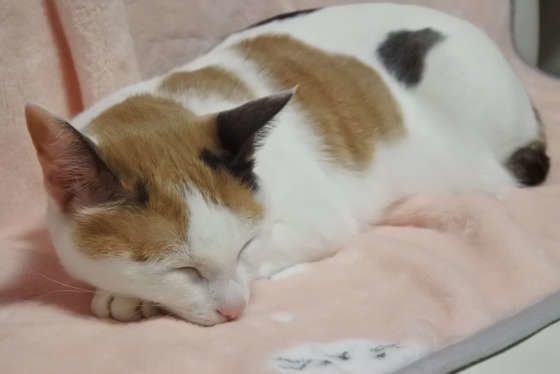 ミケのねねちゃん