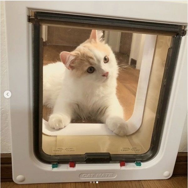 猫ドアニャンコ