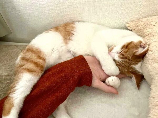 甘えるうにくん