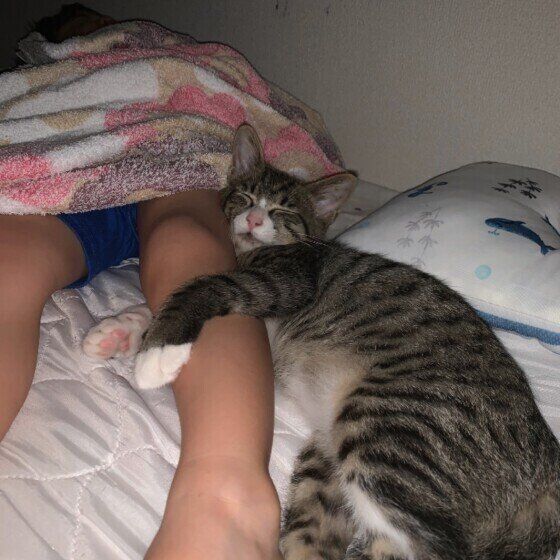 キジトラのみかんくん