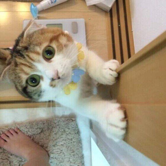 ニオイを嗅ぐスコティッシュフォールド