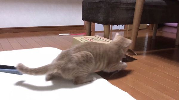 箱争奪戦を繰り広げるネコ