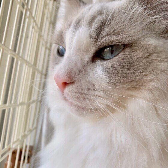 ラグドールのこむぎちゃん