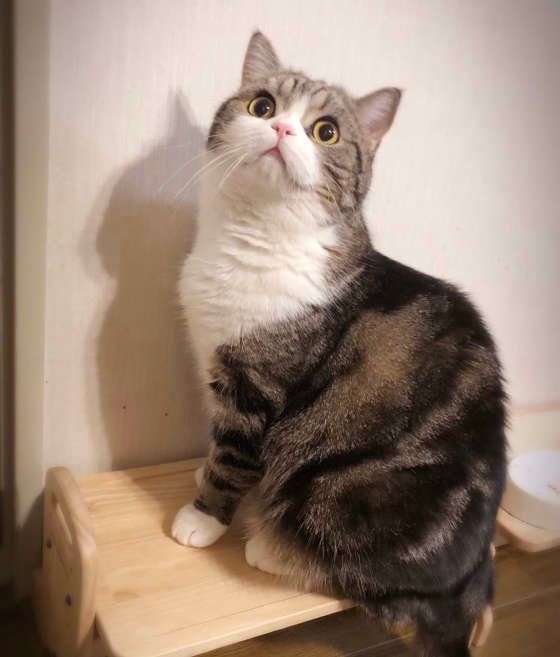 おかわりを催促する猫