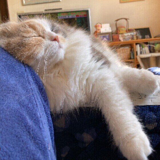 ひざにのる姫ちゃん（スコティッシュフォールド）