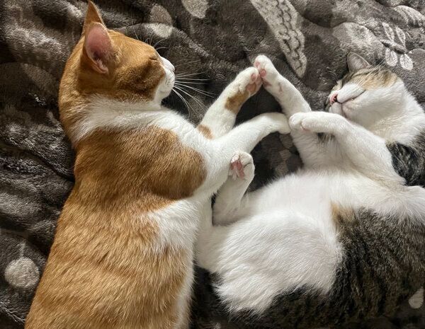 仲良く眠るきなこくん、つくしちゃん