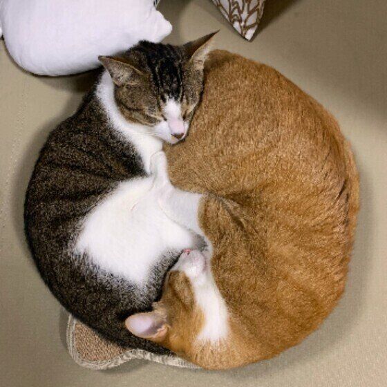 仲良しなショコラちゃんたち