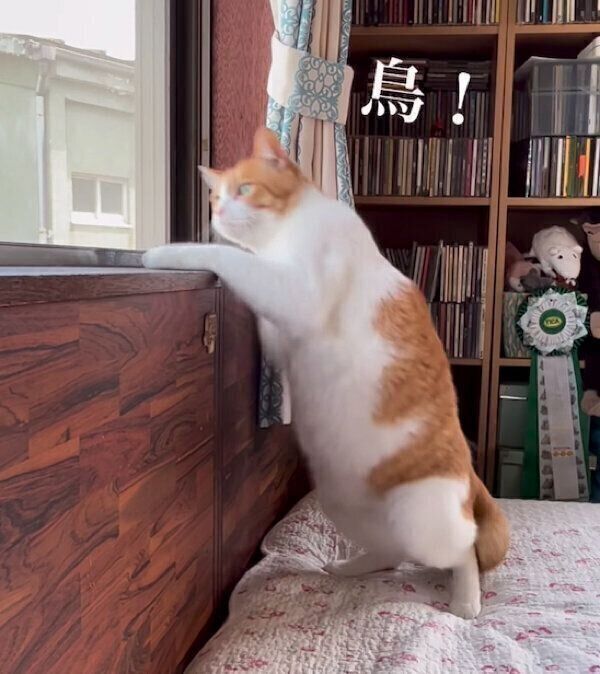 びっくりするポン太くん