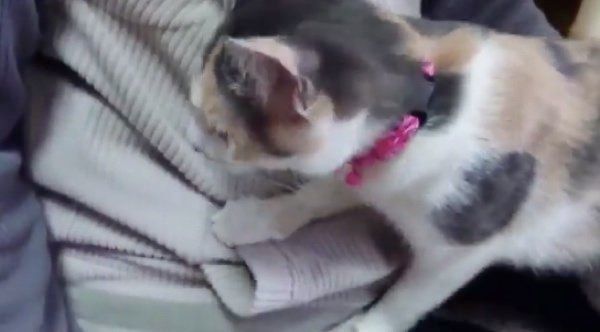 おやつを探すゆずちゃん