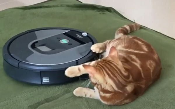 ルンバと遊ぶナツメグくん