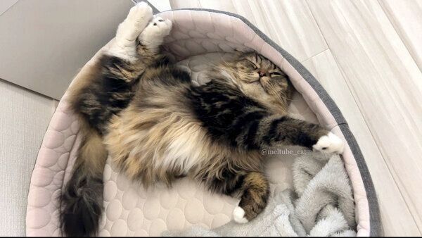 寝相がスゴいメルくん