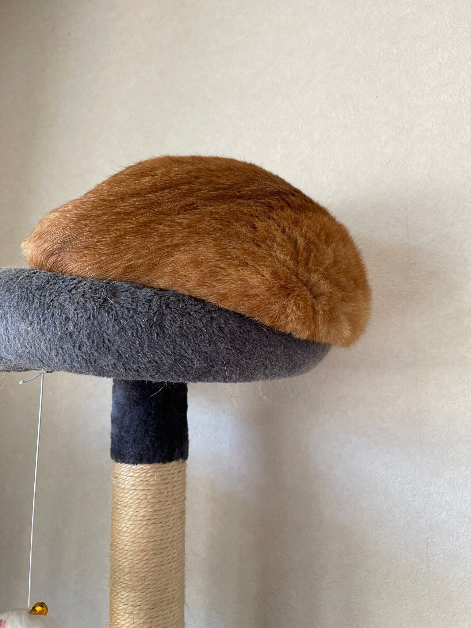 下に垂れそうになっている猫