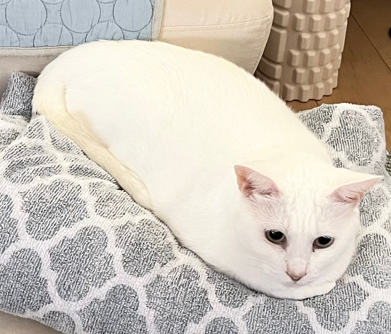 くつろいでいる猫