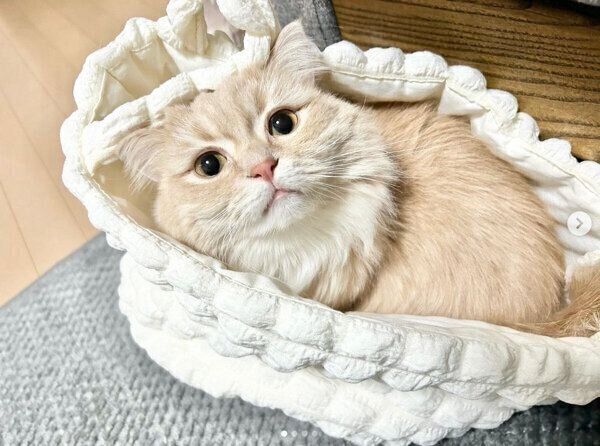 見つめるモニくん