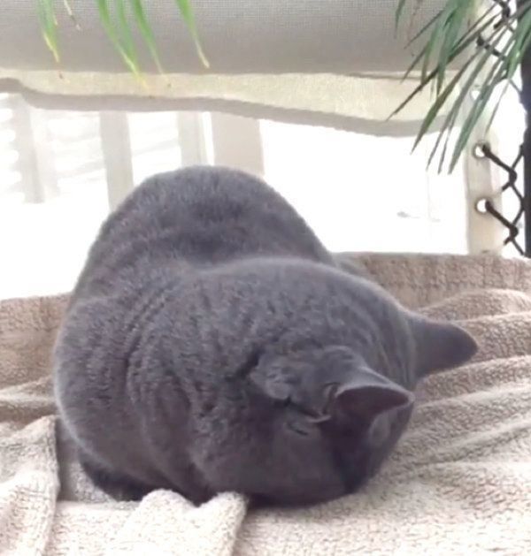 睡魔と闘うマンチカン