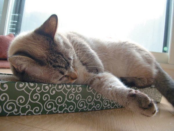 猫の嗜好品のまたたびとは