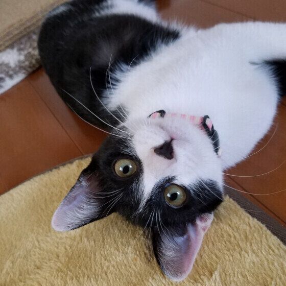 上を見上げる黒白猫