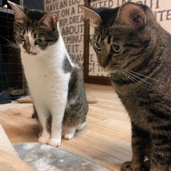 2匹でじっと見つめるキジトラ猫