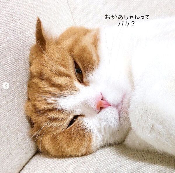 まったりするまーるくん