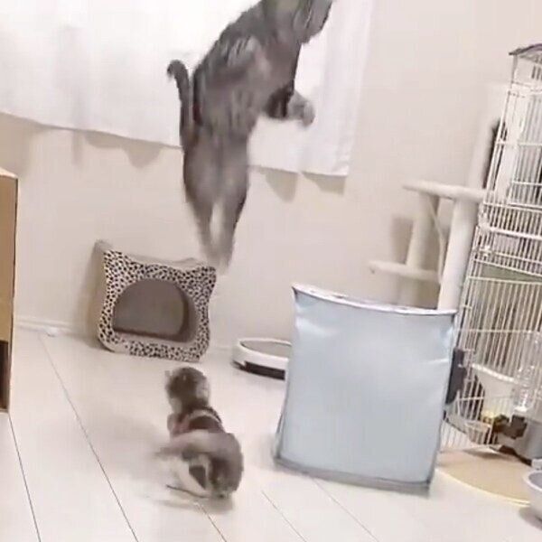 脅威のジャンプ力を見せつけるりんくん