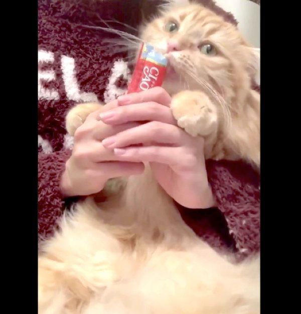 ちゅ〜るを食べて一休みするちくわちゃん