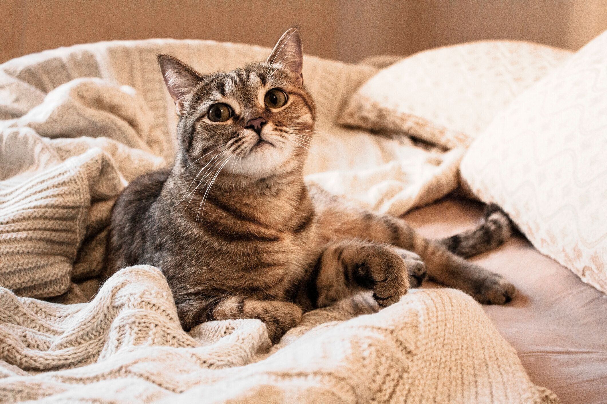 ニットの上でくつろぐ子猫
