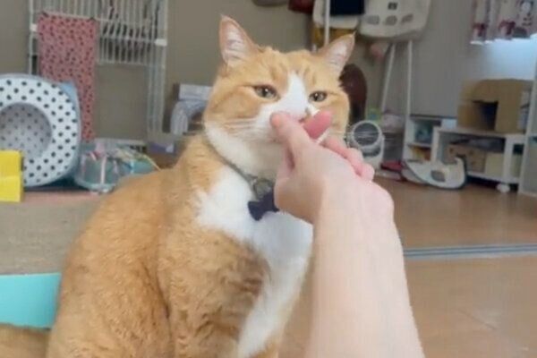 見つめるサンテくん