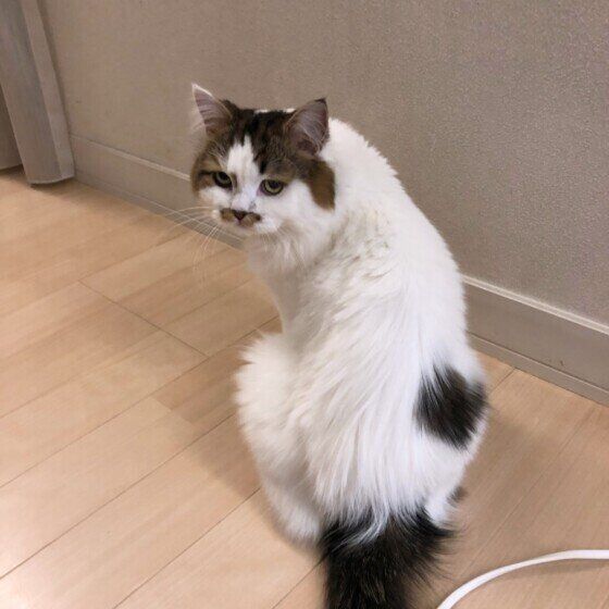 背中を向けるラガマフィン