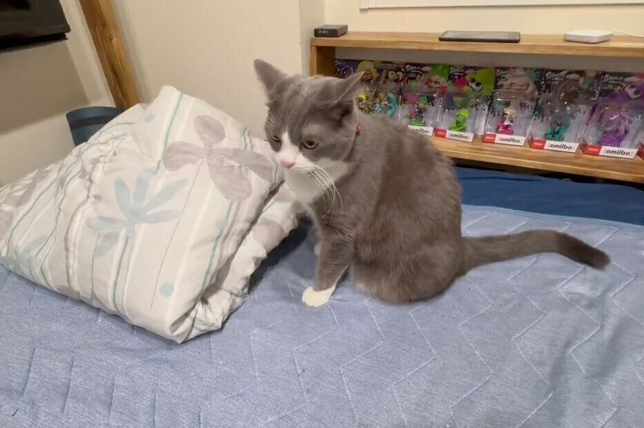 布団から出てくるごましおくん