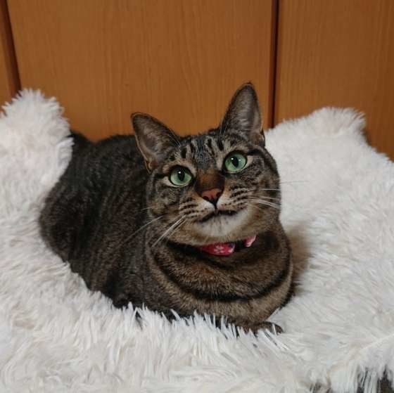 白ラグの上のキジトラ