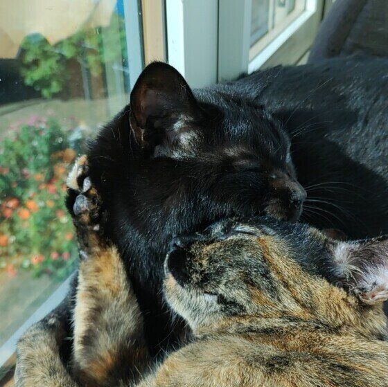 仲良しなフウガちゃんたち