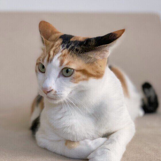 イカ耳になる猫