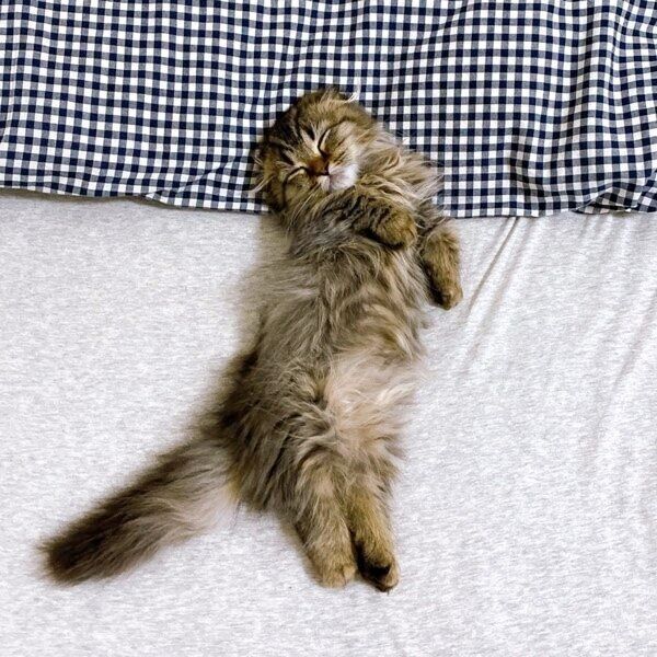 仰向けで眠る生後5カ月のはまちくん