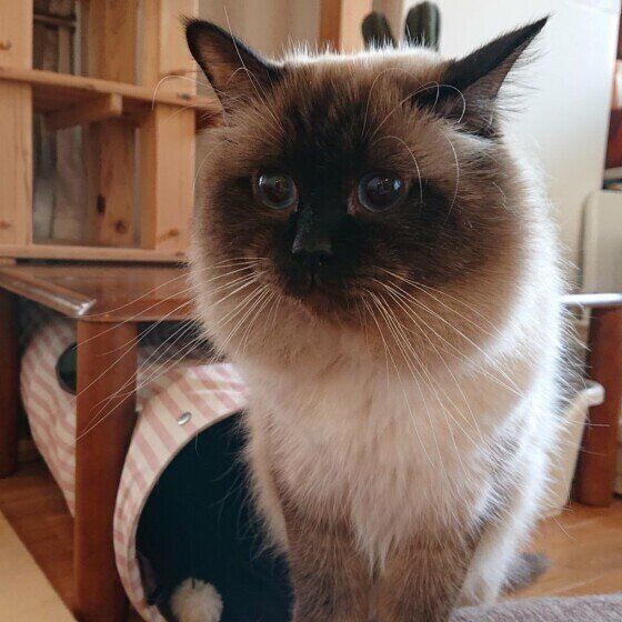 バーマンのクイルくん