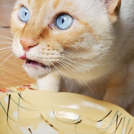 水分補給中に顔を上げるシャム猫