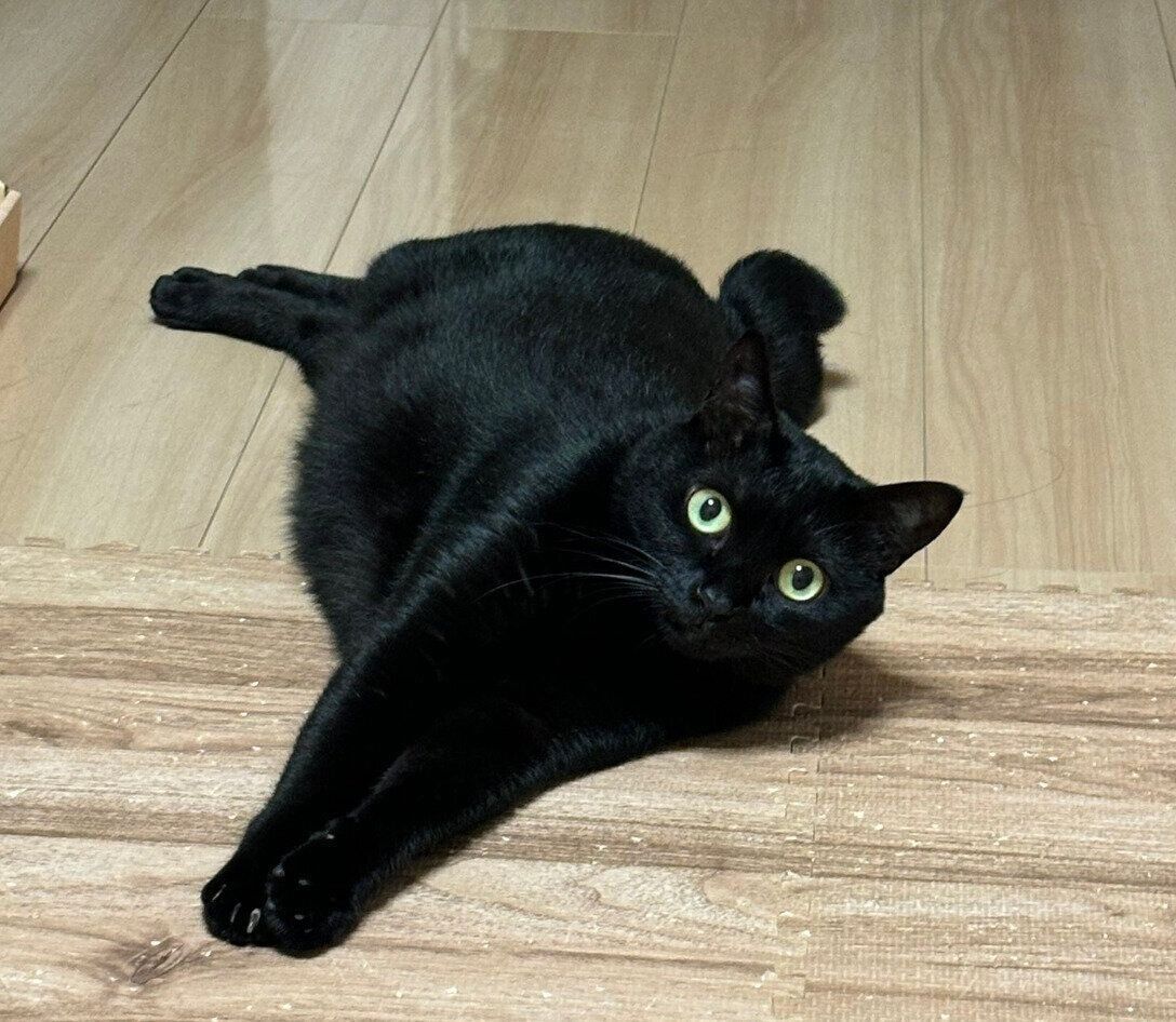 見つめるあさりちゃん