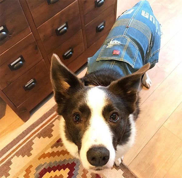 ボーダーコリーのランディくん