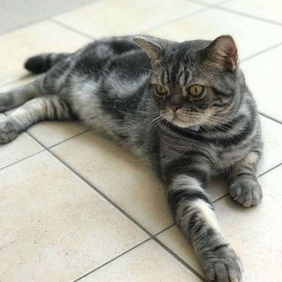 まるで芸術 な毛柄 クラシックタビー ポイント って ねこのきもちweb Magazine まるで芸術 な毛柄 クラシックタビー ポイント って ねこのきもちweb Magazine